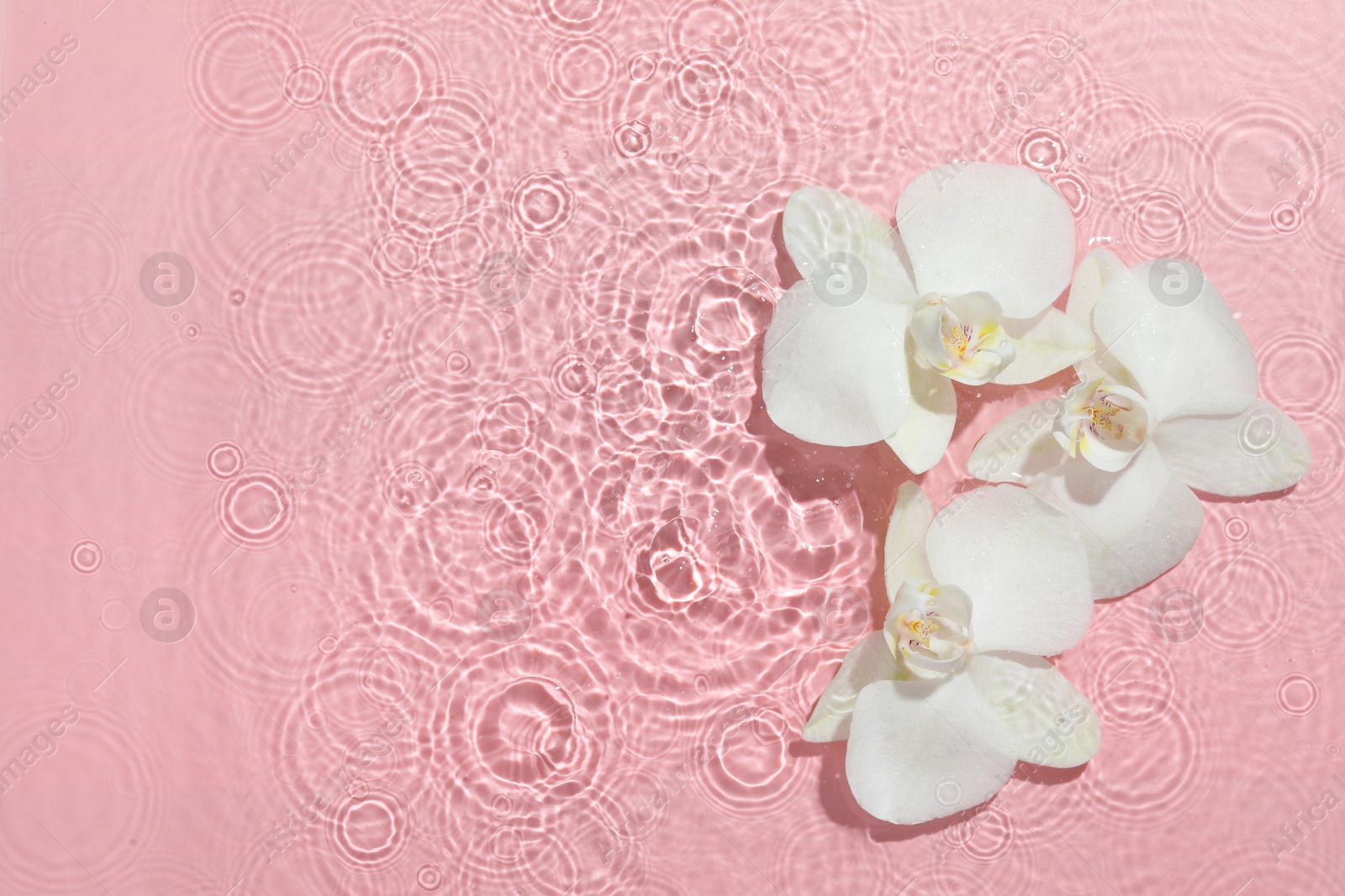 Photo of Beautiful orchid flowers in water on pink background, flat lay. Space for text