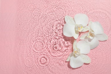 Photo of Beautiful orchid flowers in water on pink background, flat lay. Space for text