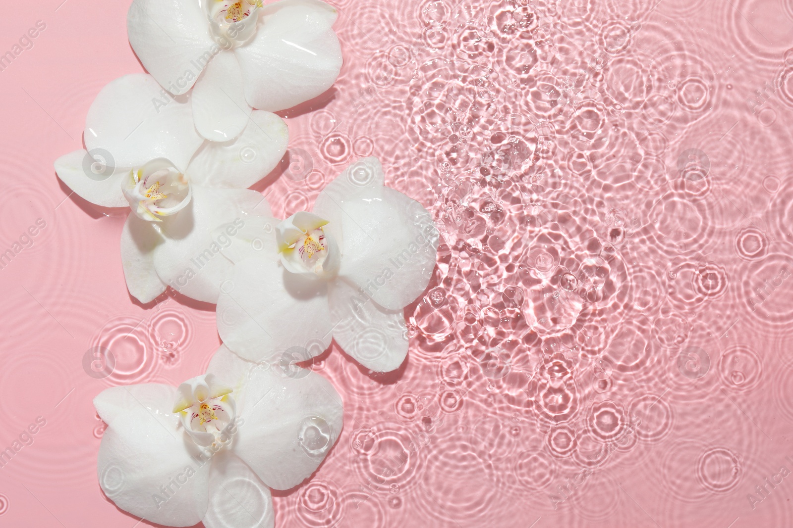 Photo of Beautiful orchid flowers in water on pink background, flat lay. Space for text