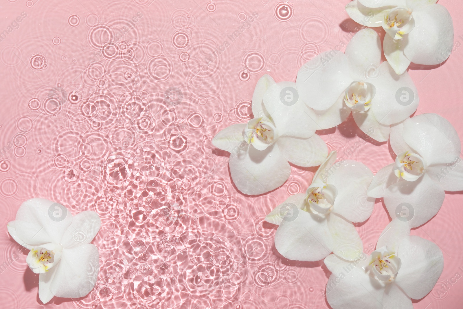 Photo of Beautiful orchid flowers in water on pink background, flat lay