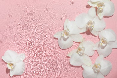 Beautiful orchid flowers in water on pink background, flat lay