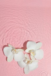 Photo of Beautiful orchid flowers in water on pink background, flat lay. Space for text