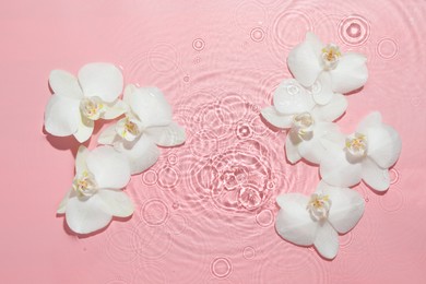 Photo of Beautiful orchid flowers in water on pink background, flat lay