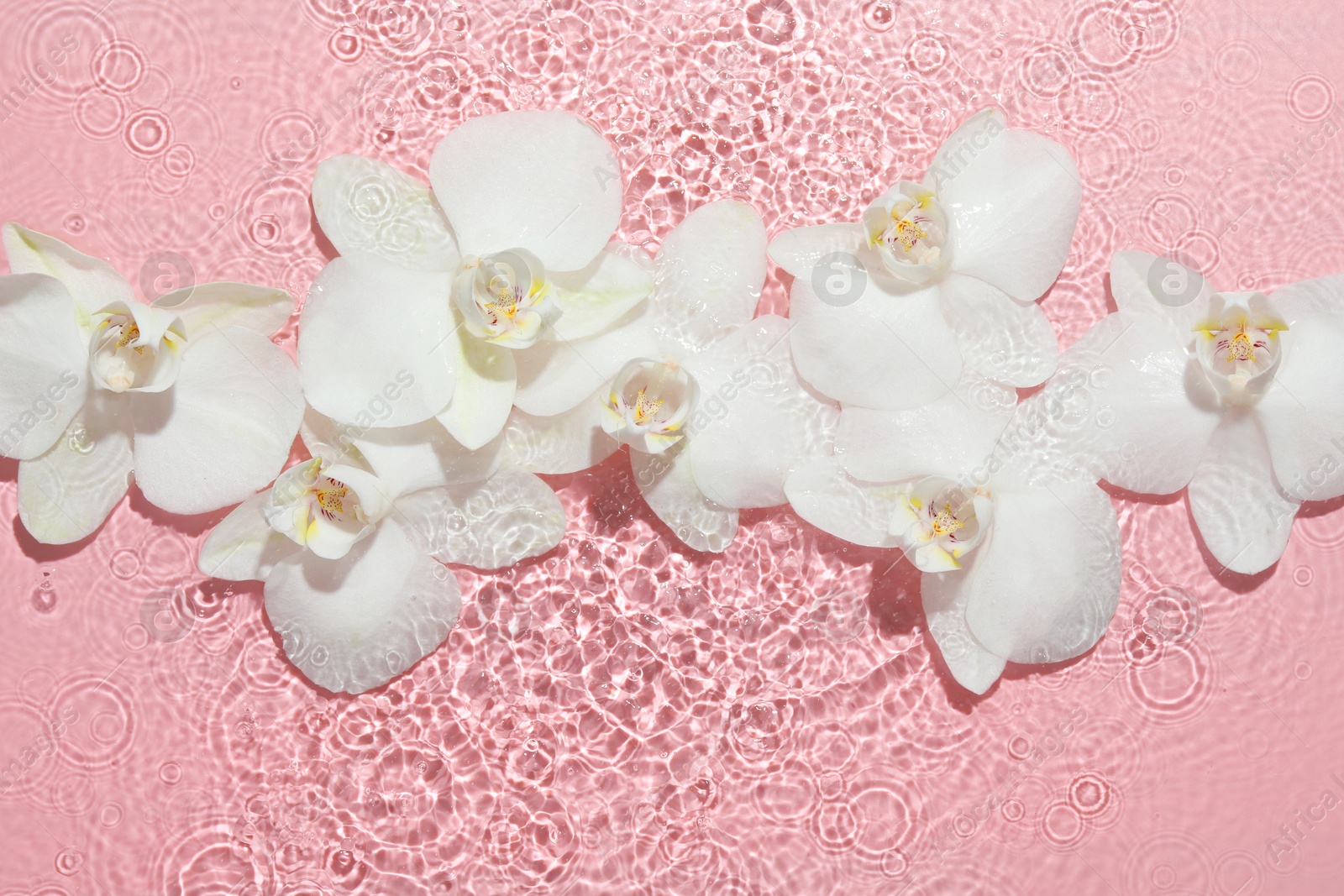 Photo of Beautiful orchid flowers in water on pink background, flat lay