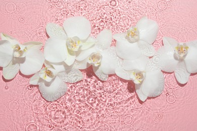 Photo of Beautiful orchid flowers in water on pink background, flat lay