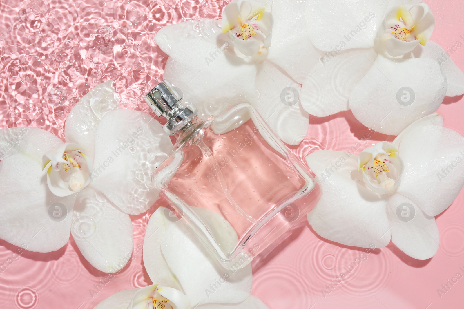 Photo of Beautiful orchid flowers and bottle of perfume in water on pink background, flat lay