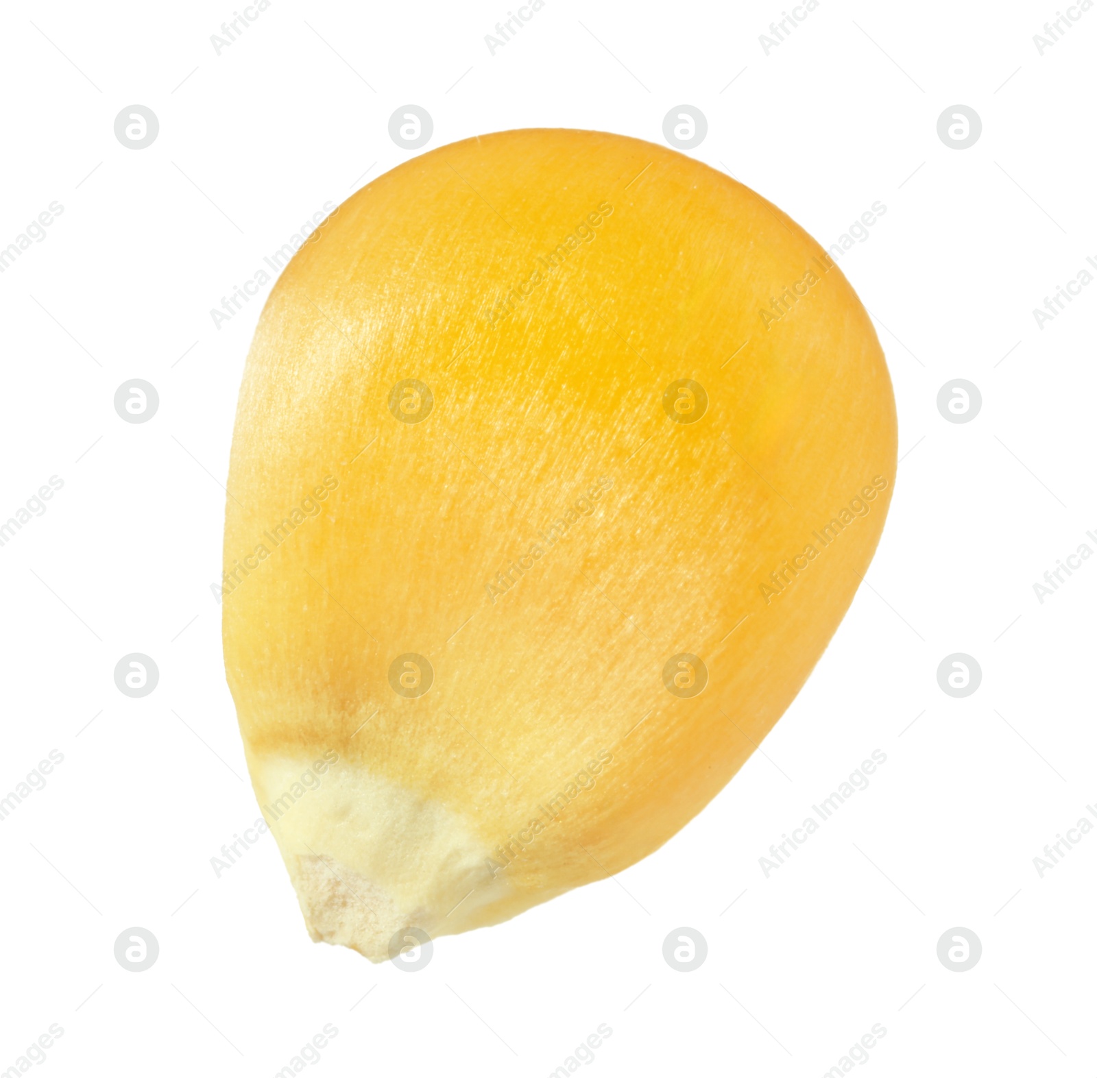 Photo of One fresh corn kernel isolated on white