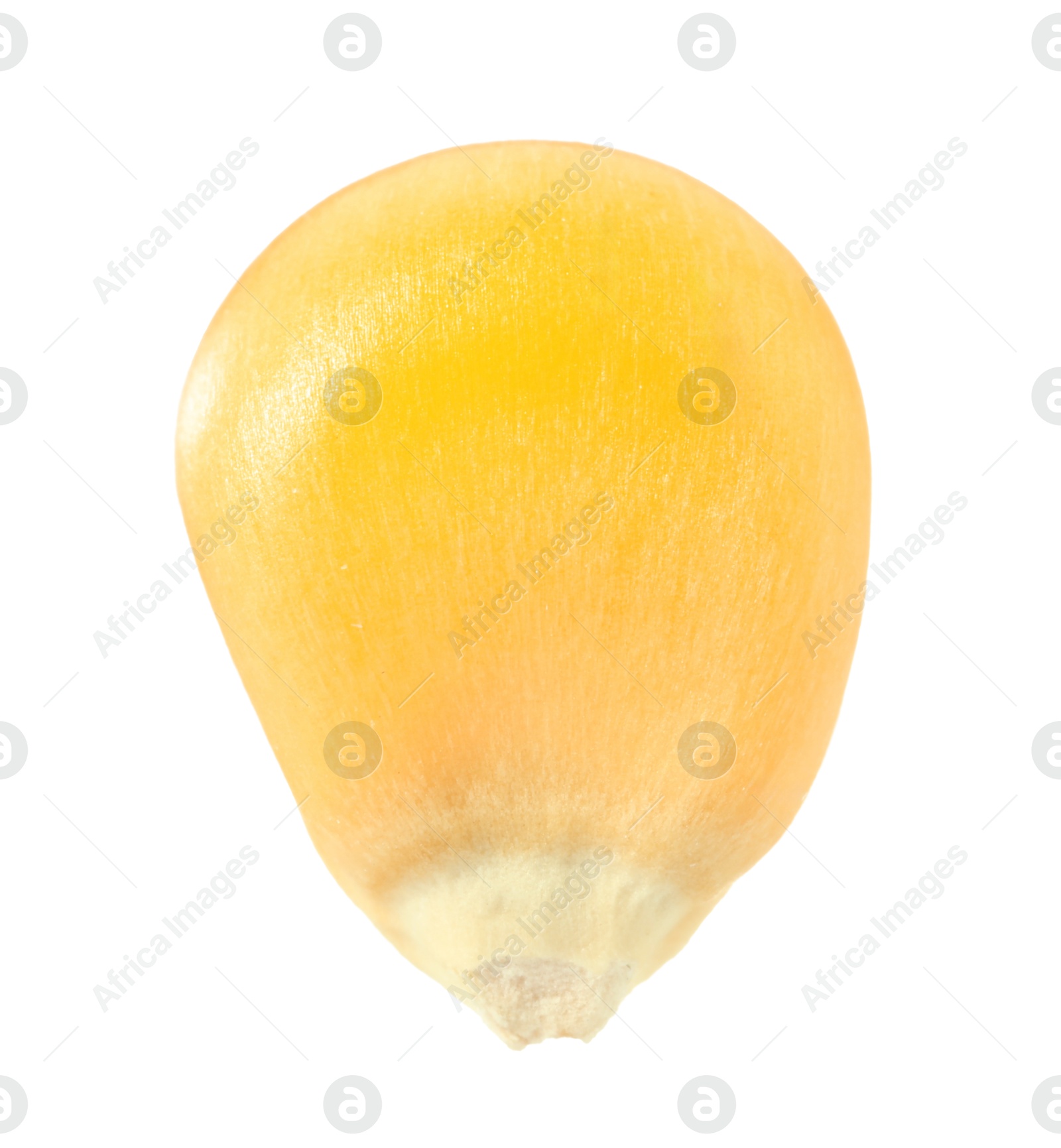 Photo of One fresh corn kernel isolated on white