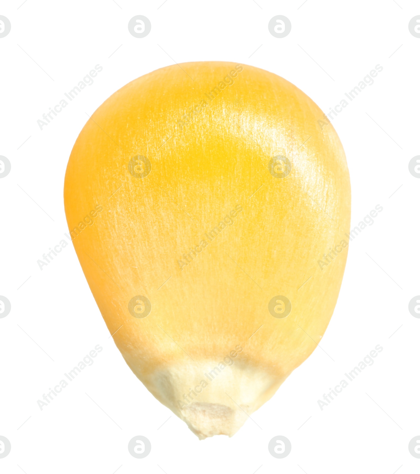 Photo of One fresh corn kernel isolated on white