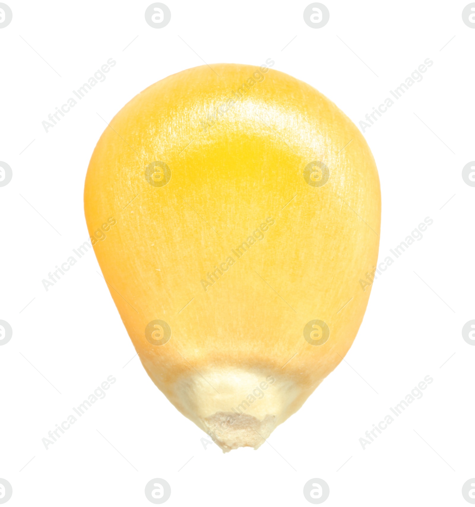 Photo of One fresh corn kernel isolated on white