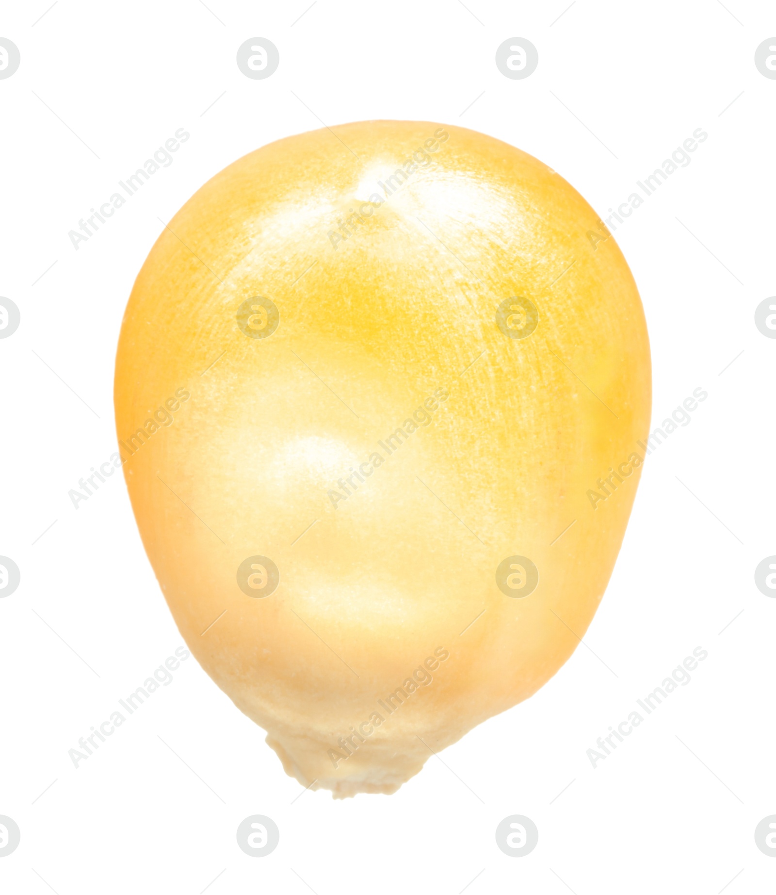 Photo of One fresh corn kernel isolated on white