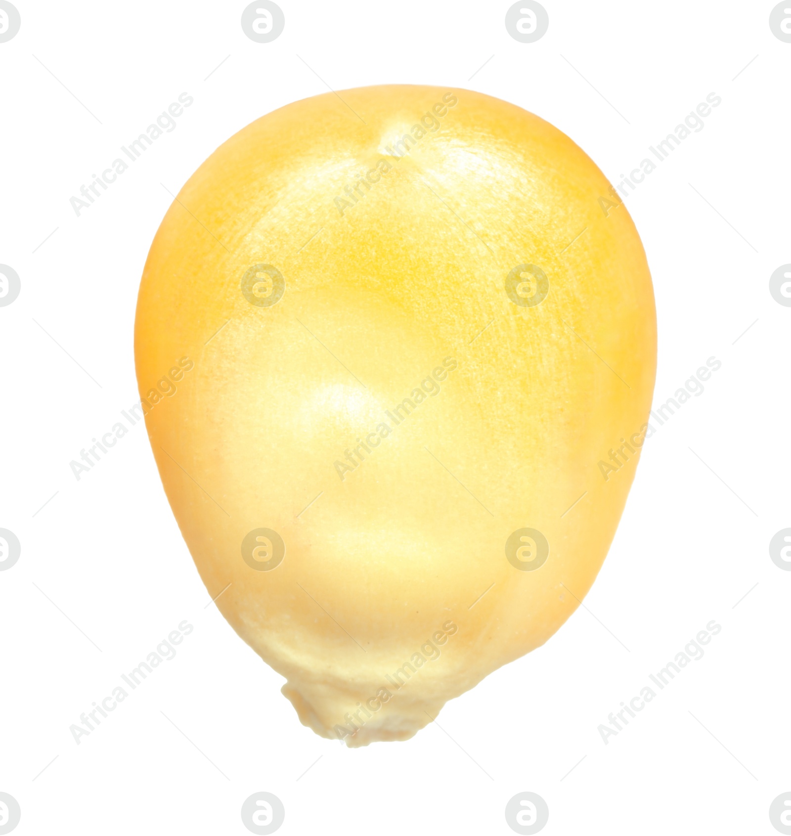 Photo of One fresh corn kernel isolated on white