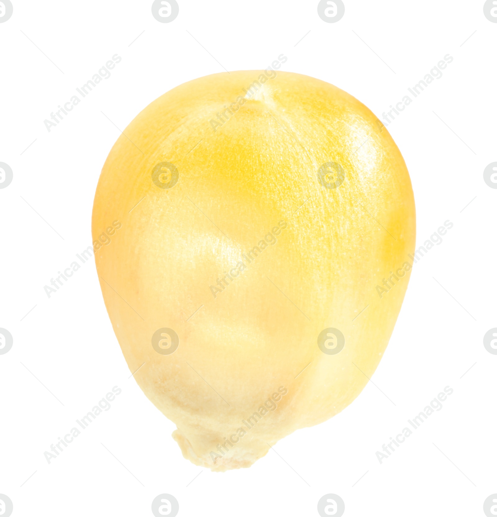 Photo of One fresh corn kernel isolated on white