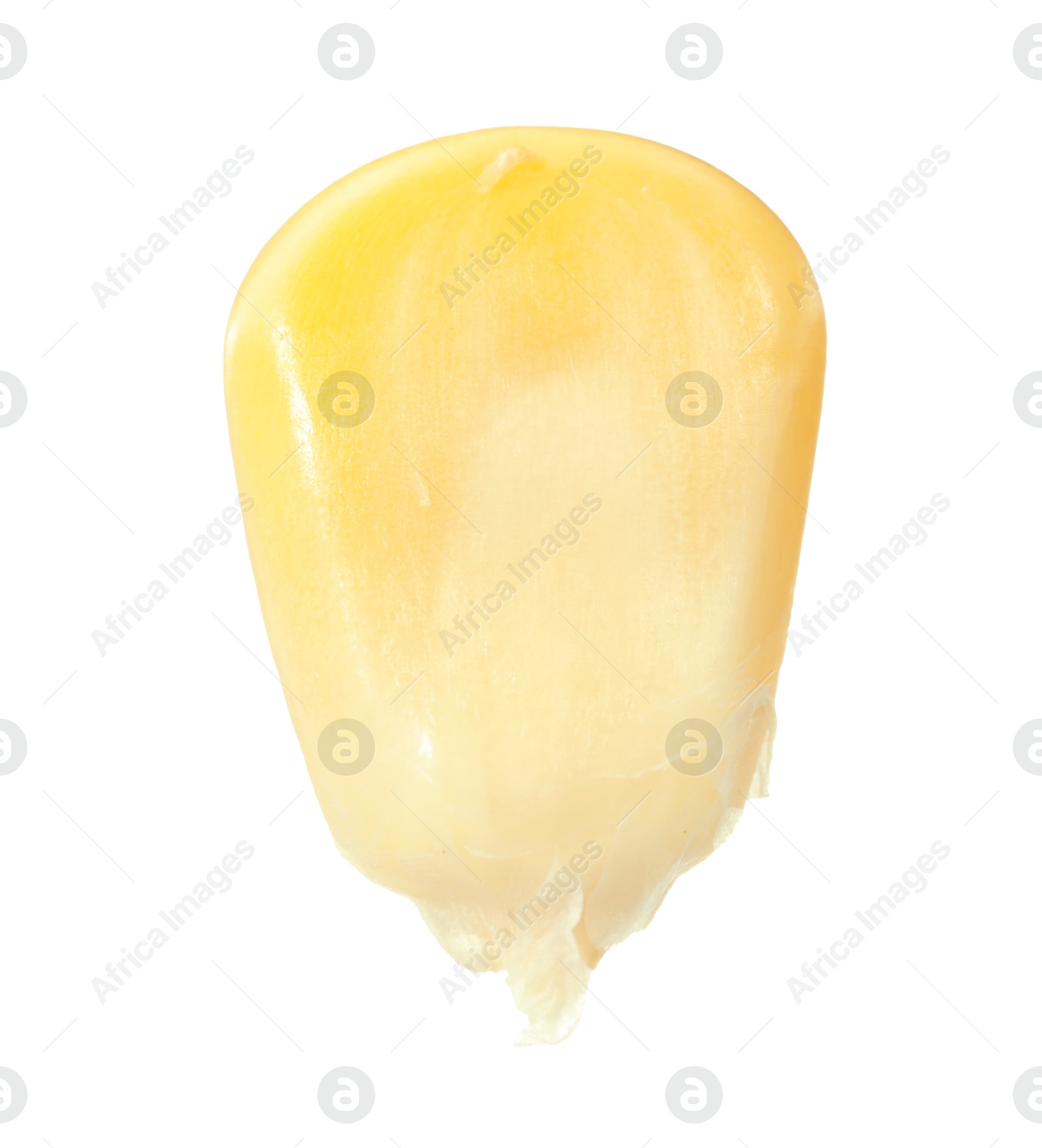 Photo of One fresh corn kernel isolated on white