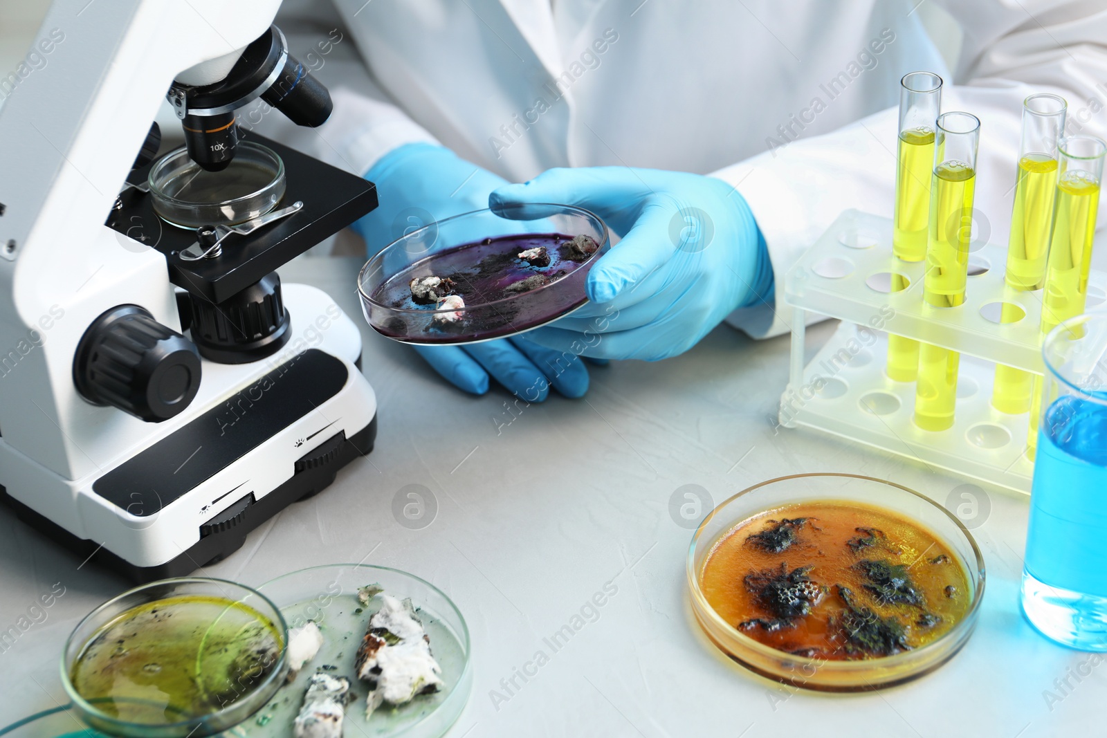 Photo of Laboratory worker holding petri dish with sample at light table, closeup