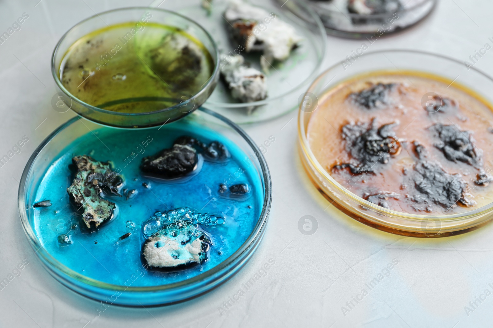 Photo of Petri dishes with samples on light table, closeup