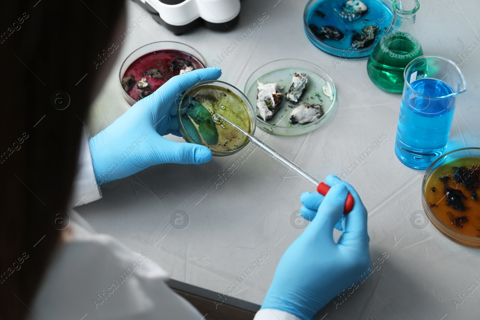 Photo of Laboratory worker dripping sample from pipette into petri dish at light table, closeup