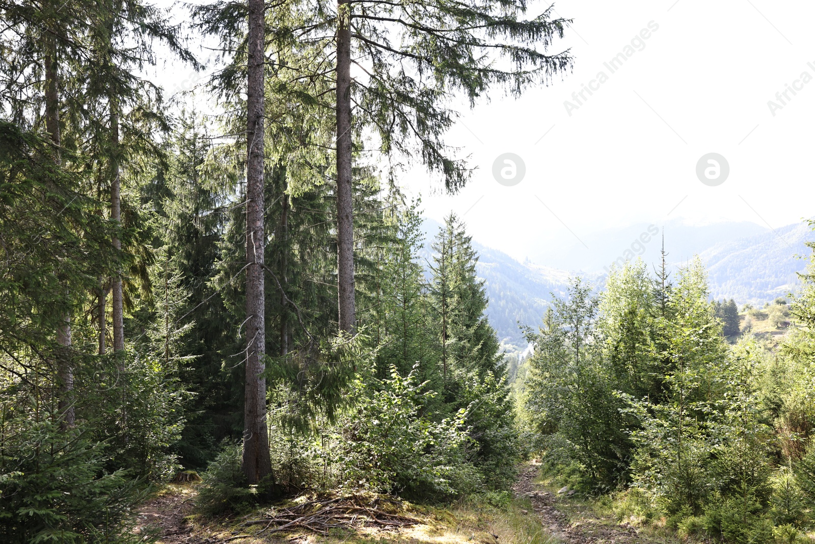 Photo of Beautiful view of forest with green trees in mountains