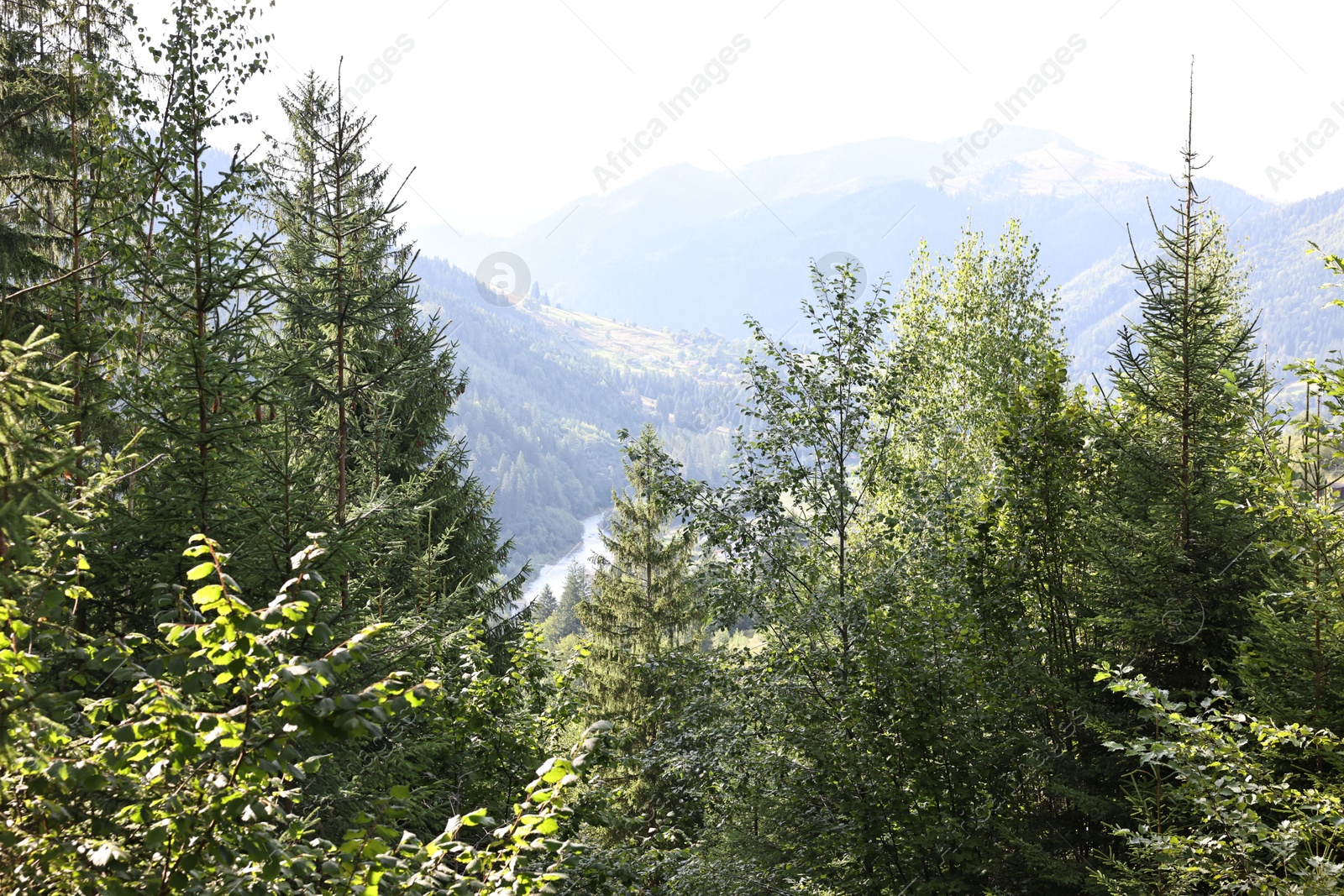 Photo of Beautiful view of forest with green trees in mountains