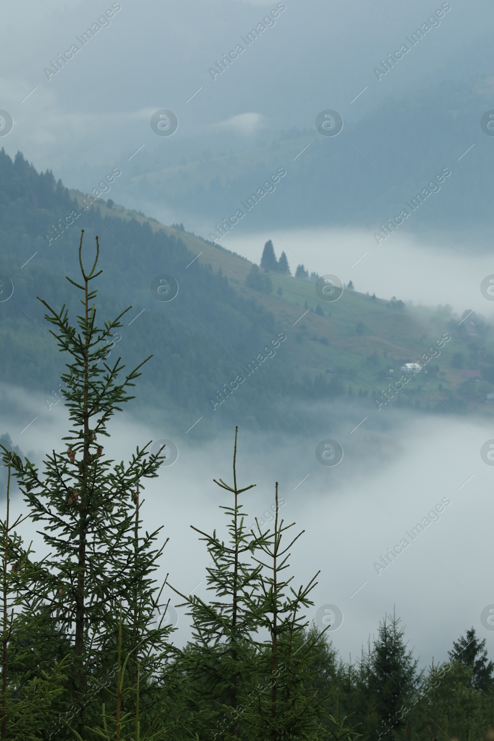 Photo of Picturesque view of beautiful mountains covered with fog