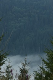 Photo of Picturesque view of beautiful mountains covered with fog