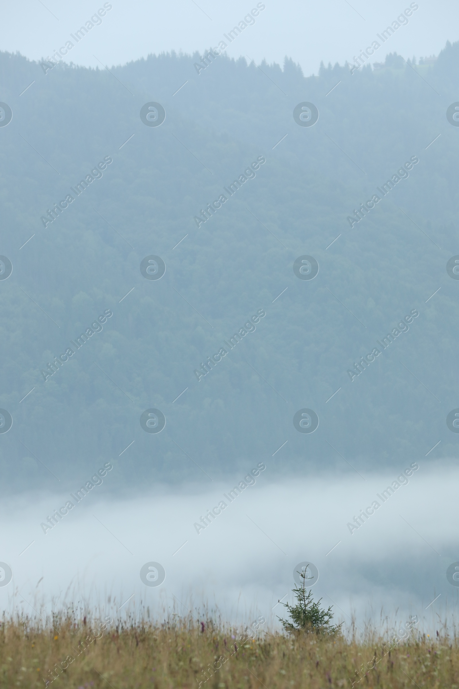 Photo of Picturesque view of beautiful mountains covered with fog