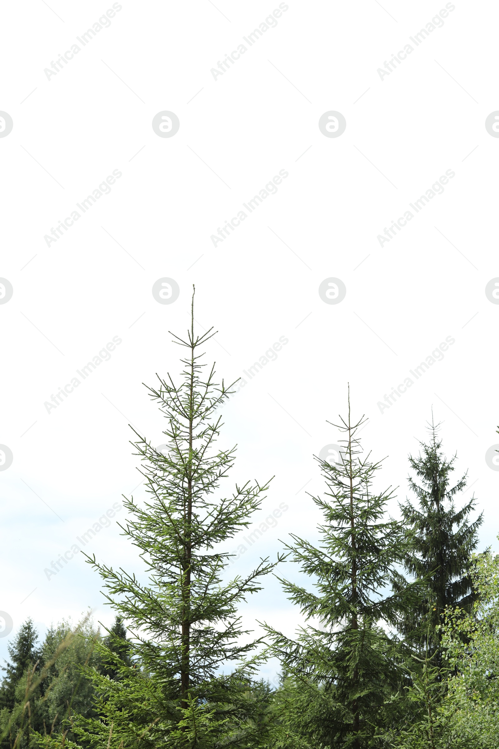 Photo of View of coniferous trees under clear sky