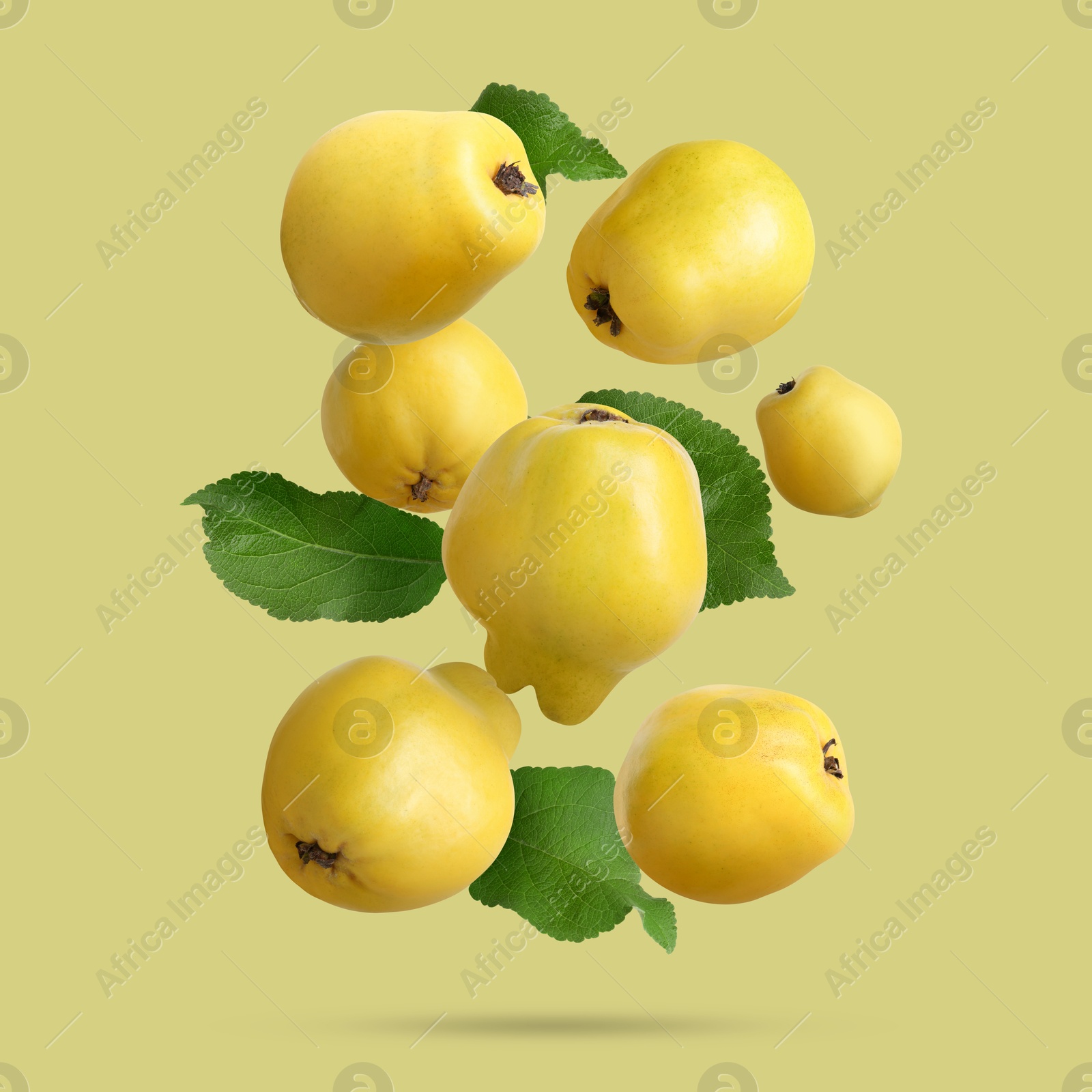 Image of Fresh quinces and green leaves falling on color background