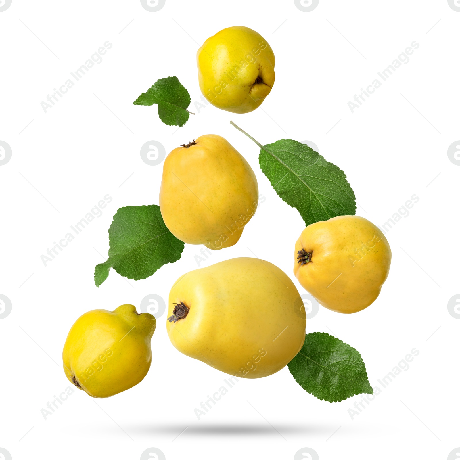 Image of Fresh quinces and green leaves falling on white background