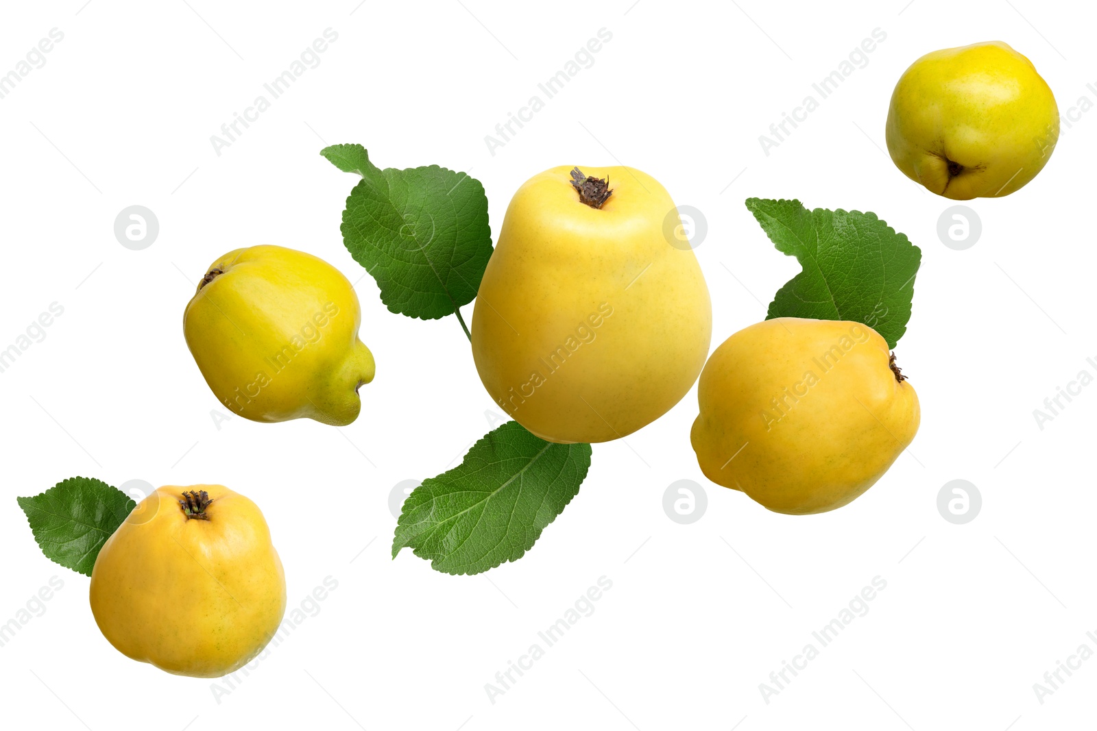 Image of Fresh quinces and green leaves in air on white background