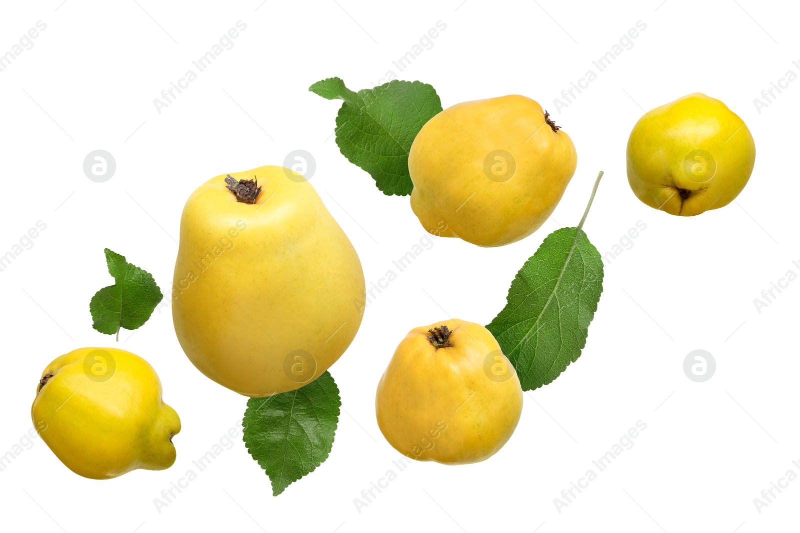 Image of Fresh quinces and green leaves in air on white background