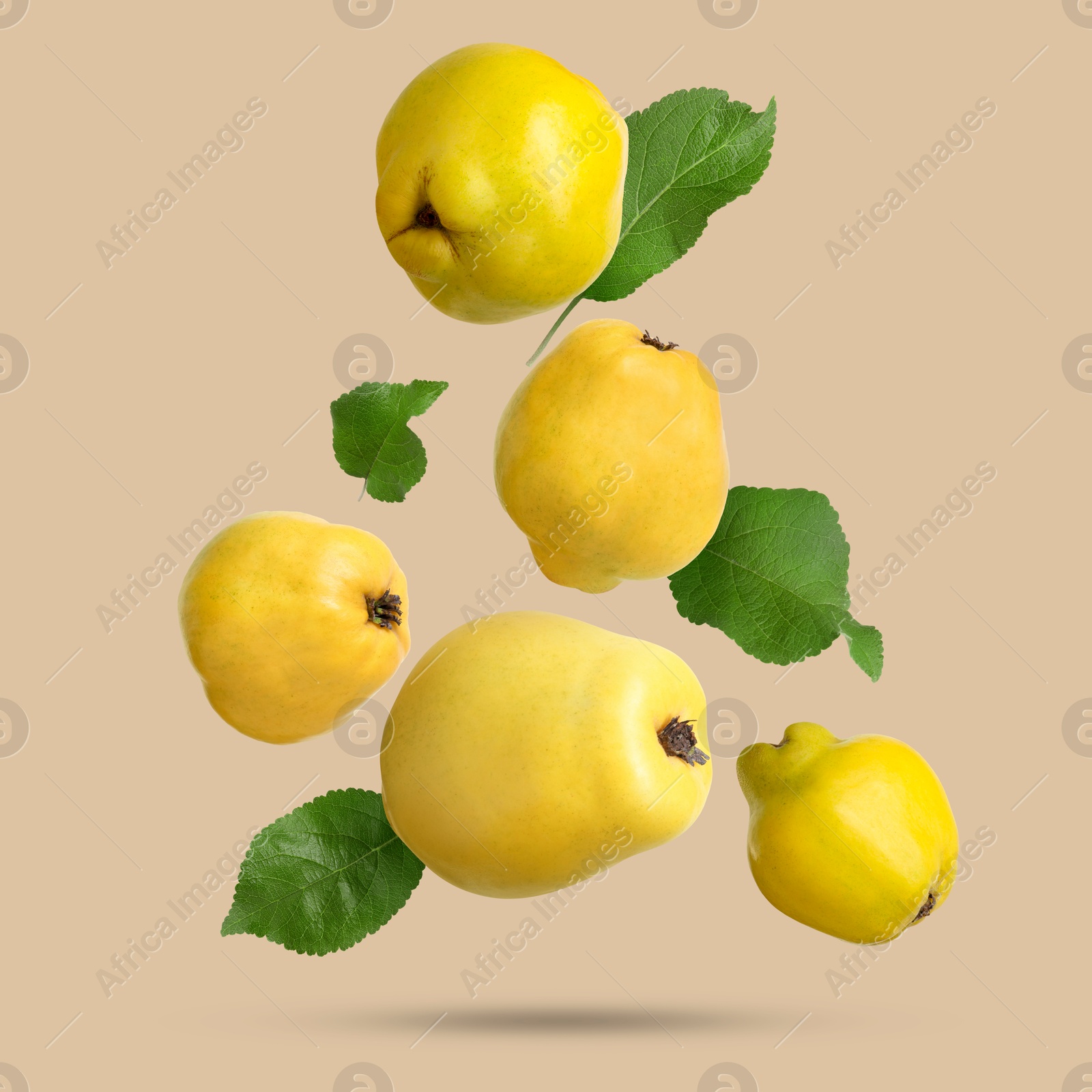 Image of Fresh quinces and green leaves falling on dark beige background