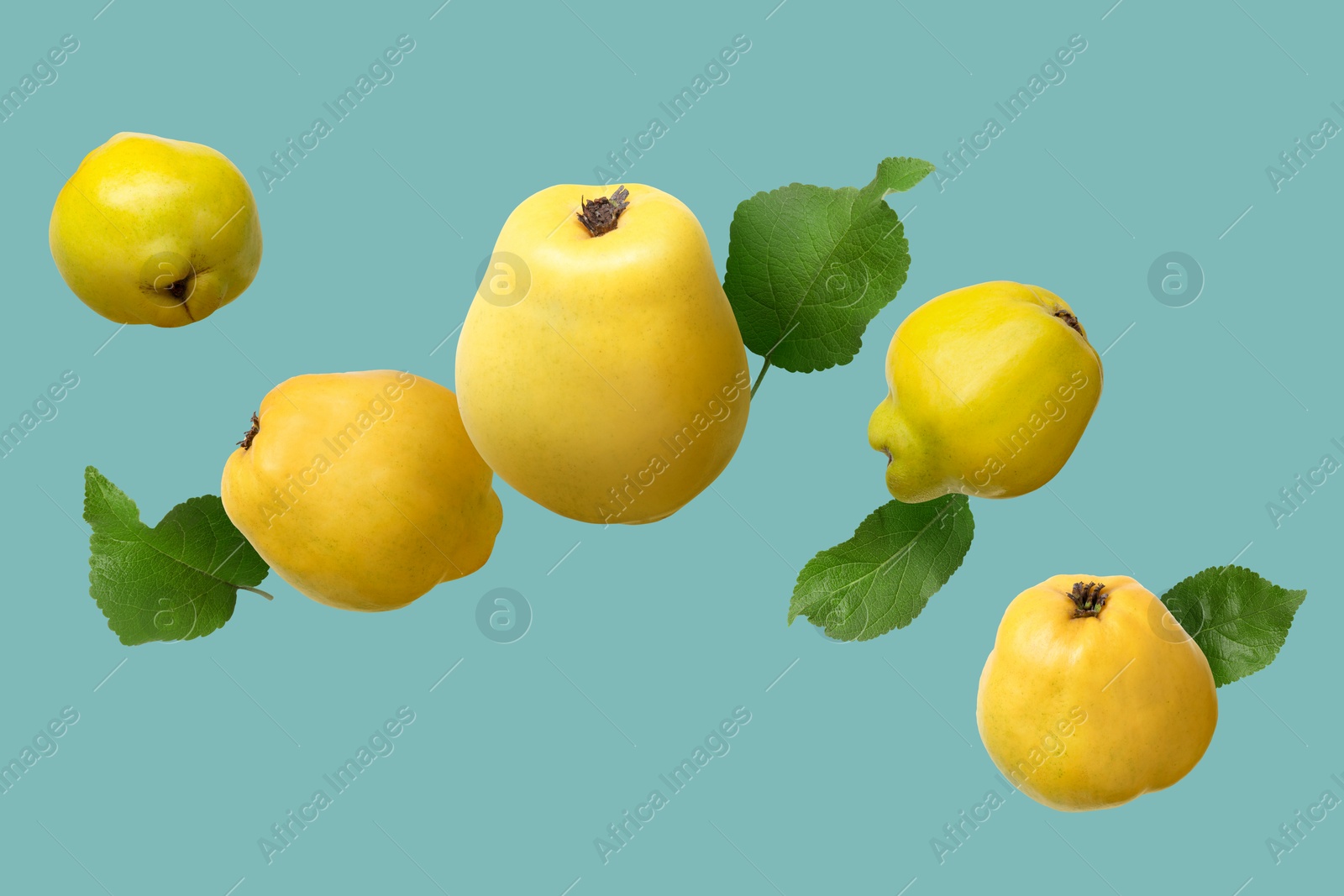 Image of Fresh quinces and green leaves in air on dark turquoise background