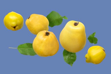 Image of Fresh quinces and green leaves in air on blue background