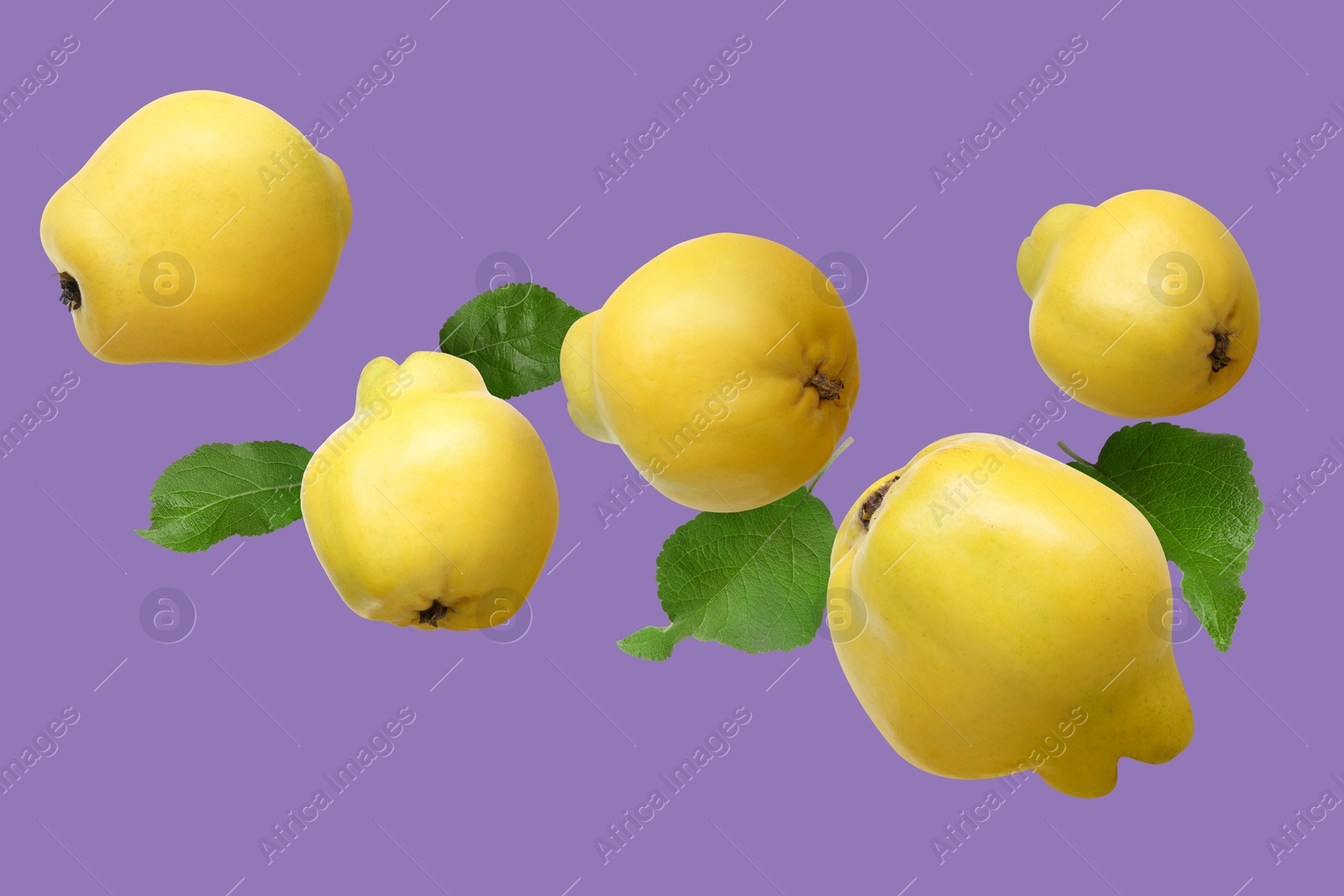 Image of Fresh quinces and green leaves flying on light purple background