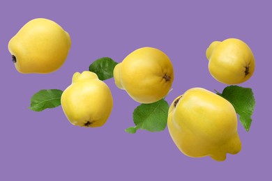 Image of Fresh quinces and green leaves flying on light purple background