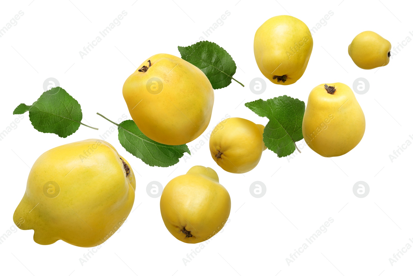 Image of Fresh quinces and green leaves flying on white background