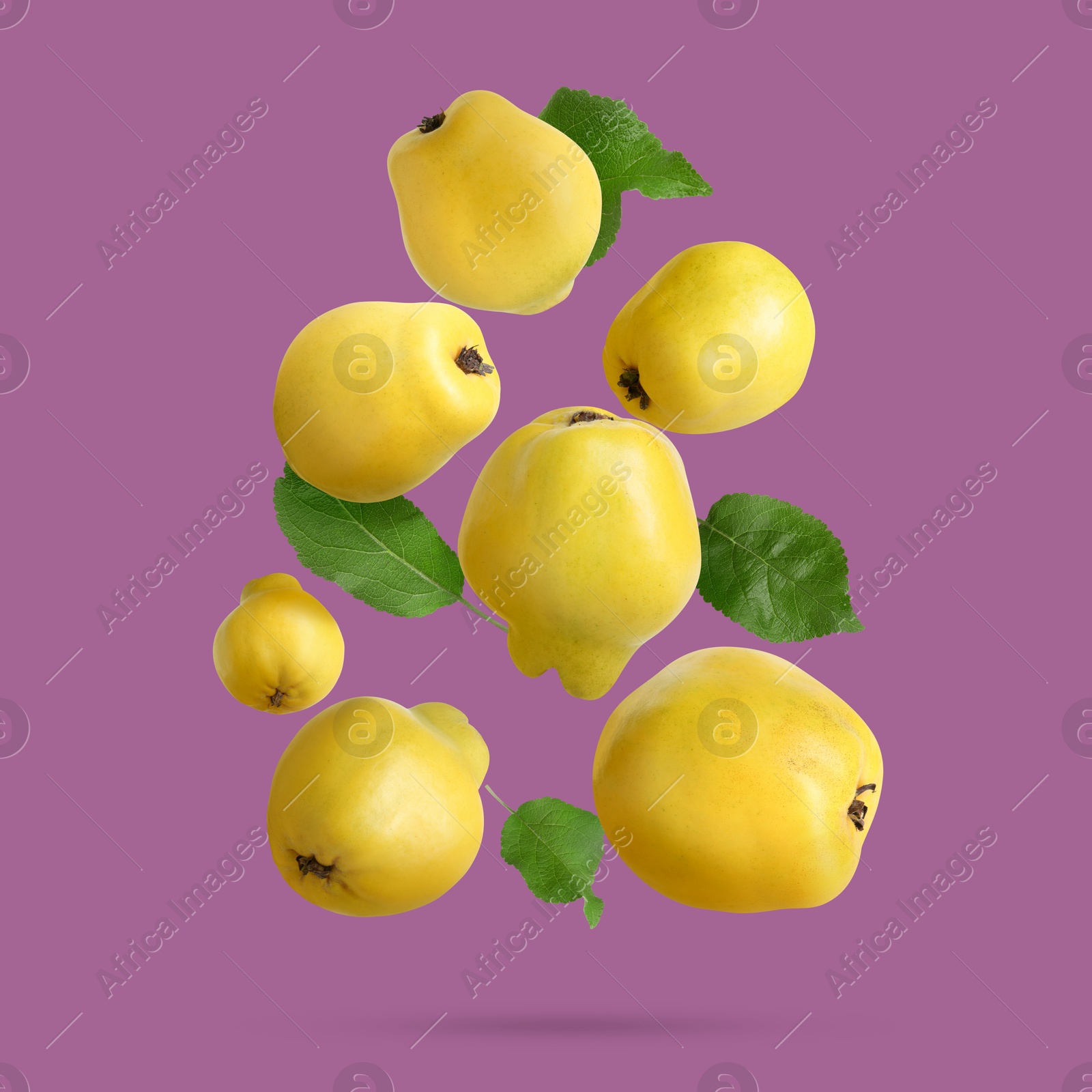 Image of Fresh quinces and green leaves falling on dark lilac background