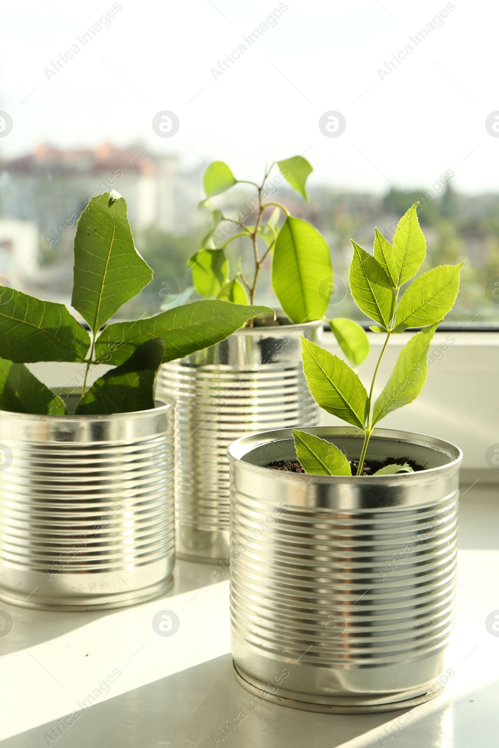 Photo of Recycling concept. Metal cans with plants on windowsill