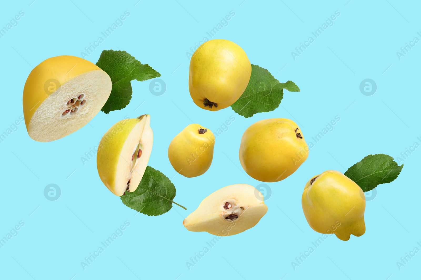 Image of Fresh quinces and green leaves flying on light blue background