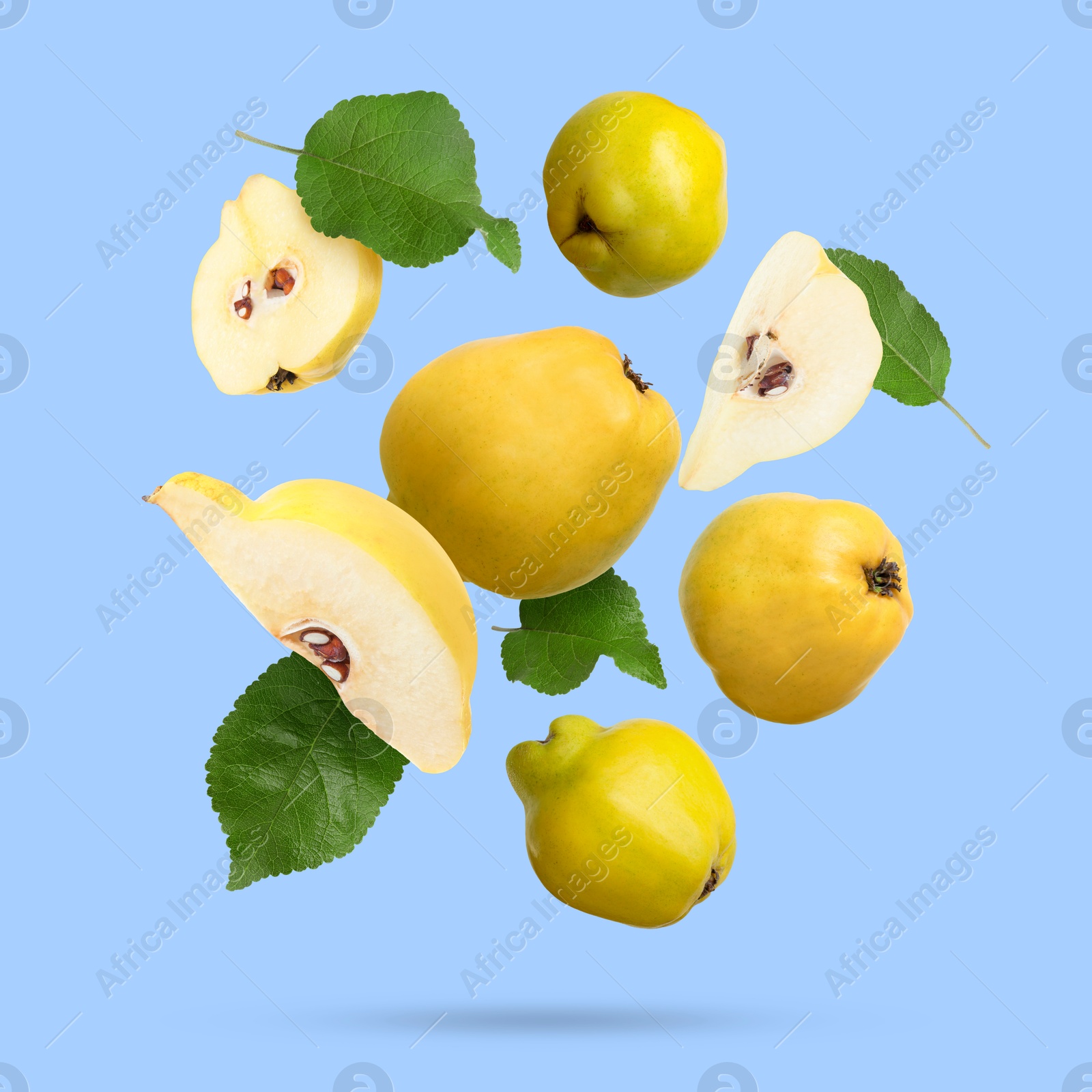 Image of Fresh quinces and green leaves falling on light blue background