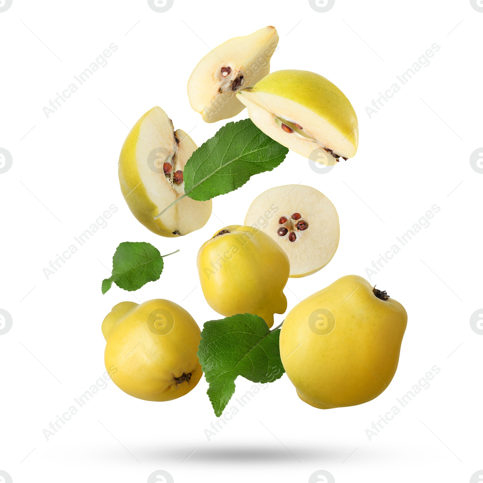 Image of Fresh quinces and green leaves falling on white background