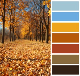 Image of Shades of autumn. Beautiful fall landscape and matching color palette