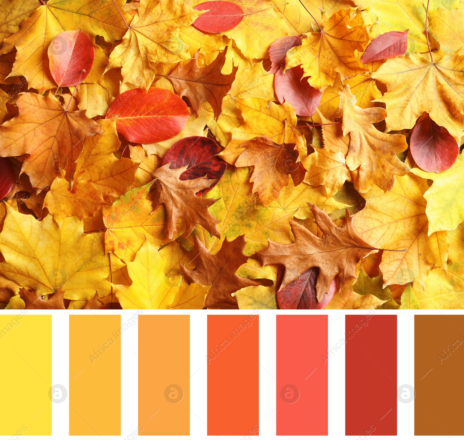 Image of Shades of fall. Picture of autumn leaves and matching color palette