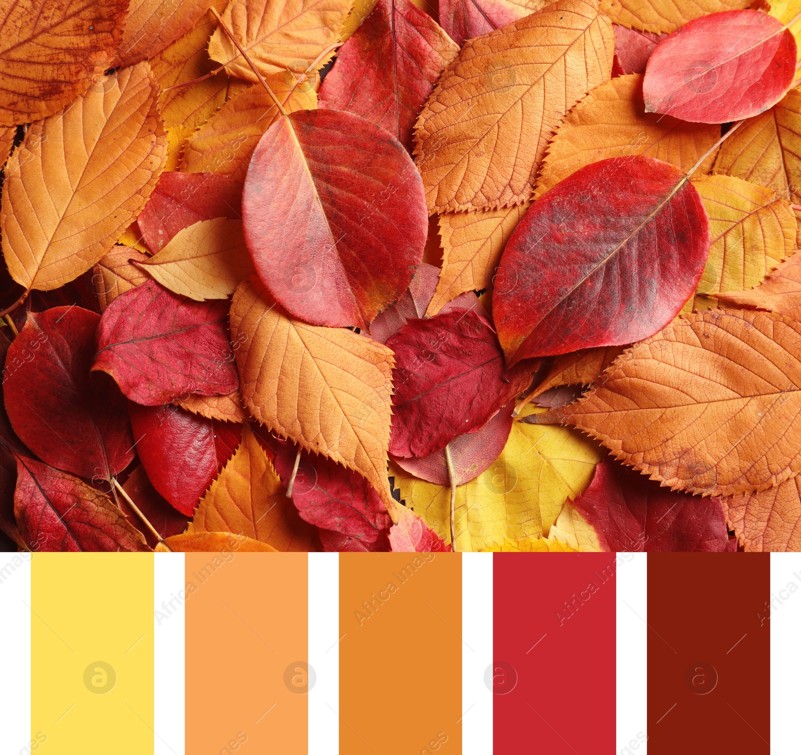 Image of Shades of autumn. Picture of orange and red leaves and matching color palette