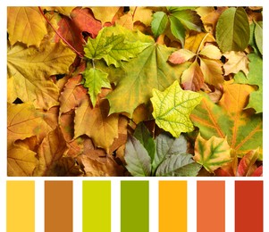 Image of Shades of fall. Picture of autumn leaves and matching color palette