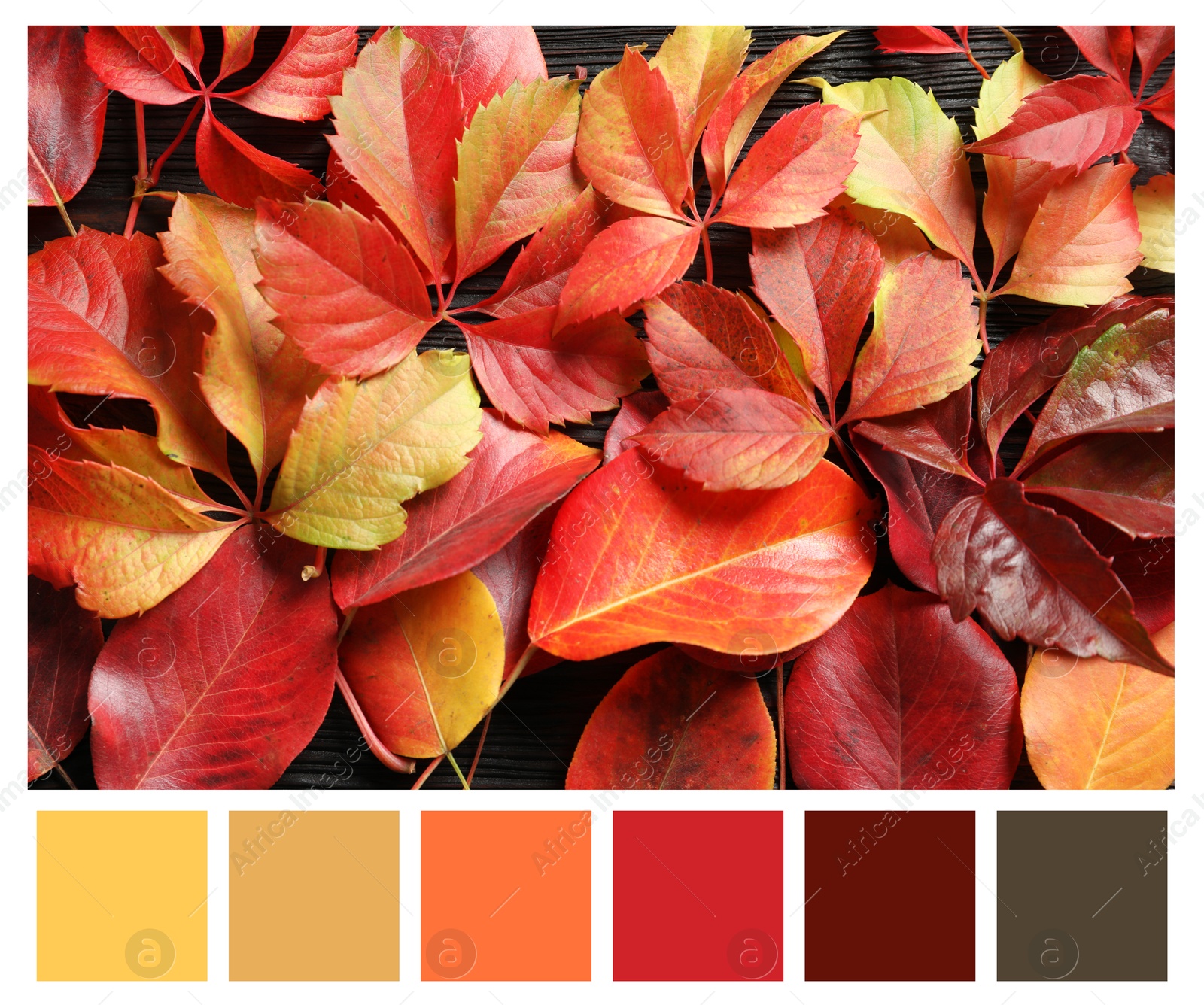 Image of Shades of fall. Picture of autumn leaves and matching color palette