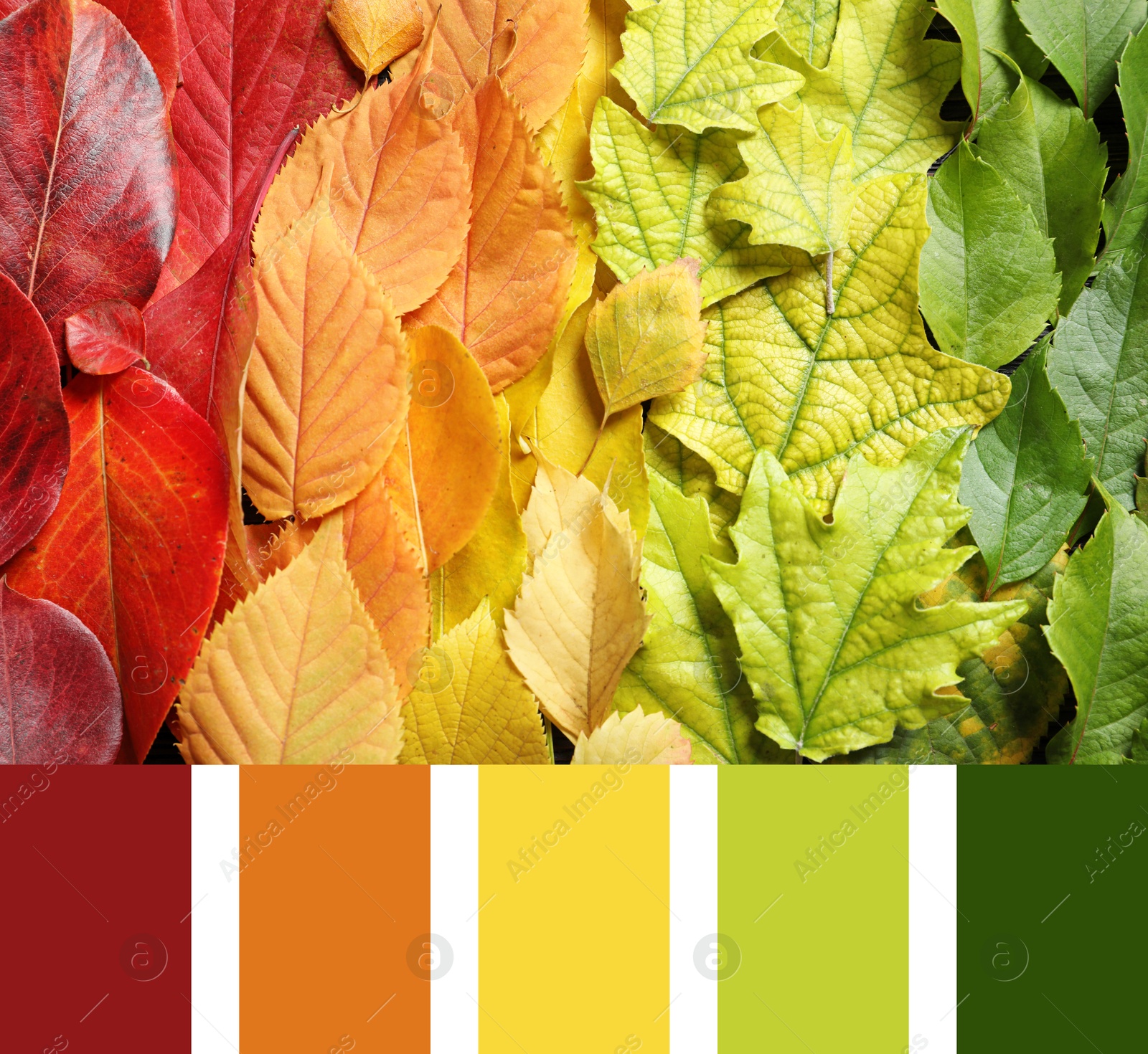 Image of Shades of fall. Picture of autumn leaves and matching color palette