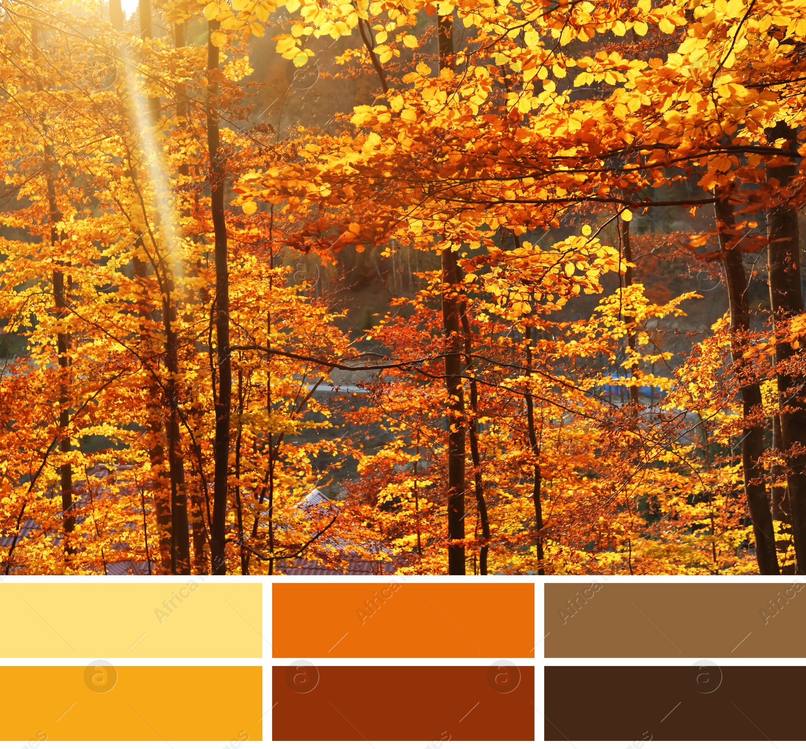 Image of Shades of autumn. Picture of beautiful trees with golden leaves and matching color palette