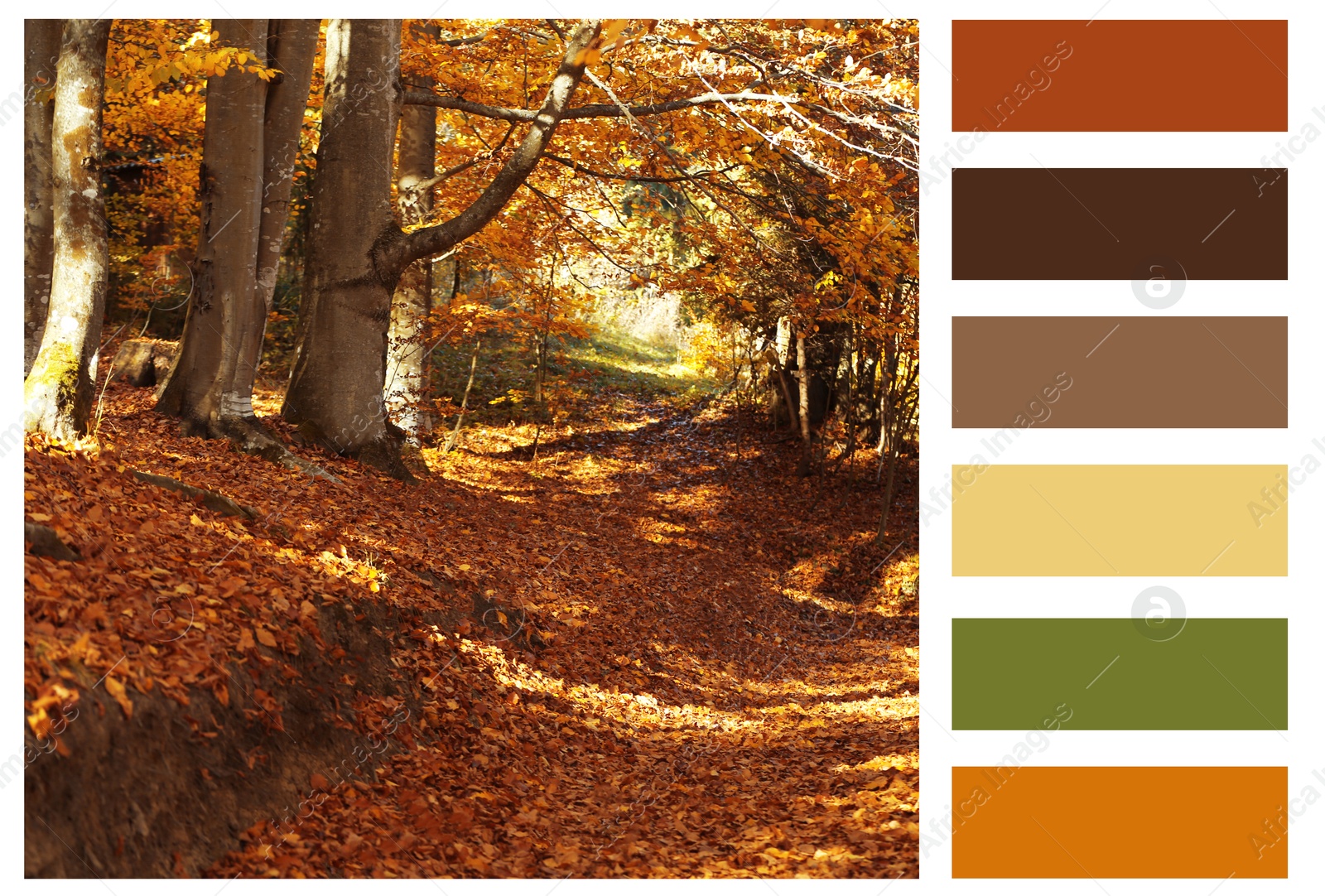 Image of Shades of fall. Beautiful autumn landscape and matching color palette